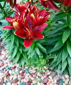 AKASHA Landscaping Rock 5-lb Indoor Decorative Rock -Landscaping Online Outlet 17076906